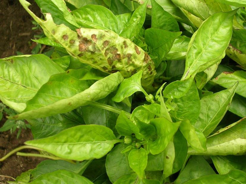 Aerial Monitoring of Plant Stress in Greenhouse Grown Seedlings and High-Wire Sweet Pepper