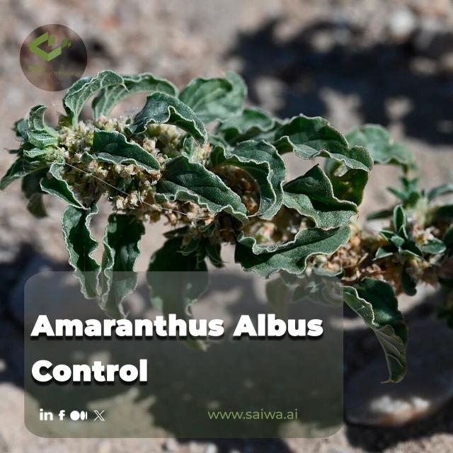 Amaranthus Albus Control - Strategies to Protect Your Fields Effectively