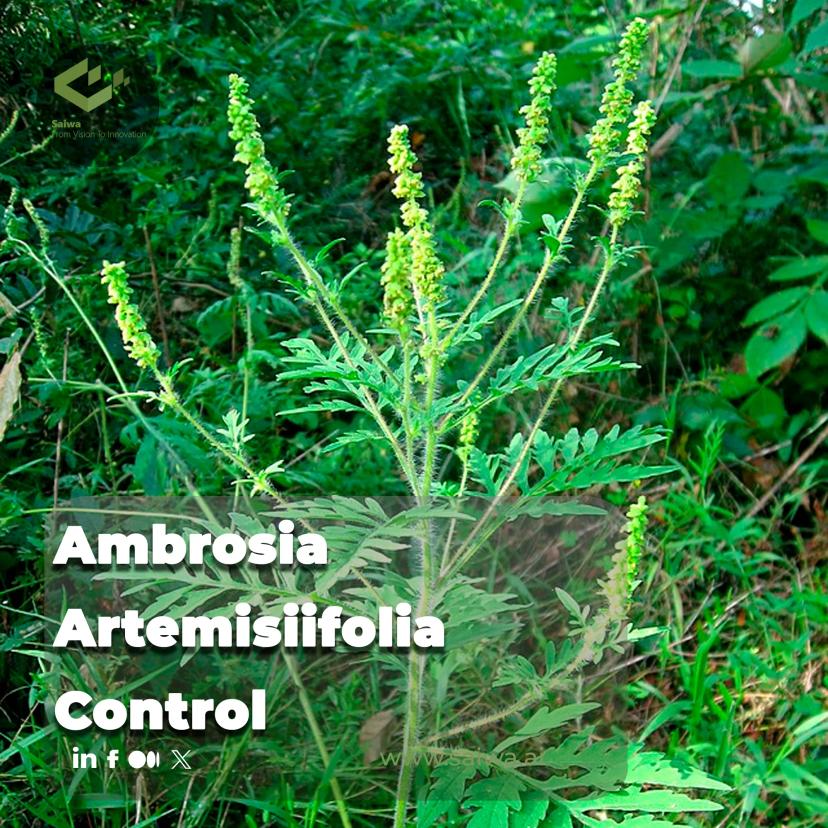 Ambrosia Artemisiifolia Control - Smart Solutions for an Aggressive Weed