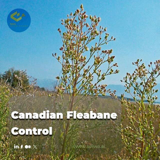 Canadian Fleabane Control - From Crop Risks to Cutting-Edge Tech Solutions