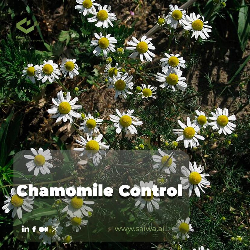 Chamomile Weed Management - Crop Protection Through Smart Technologies