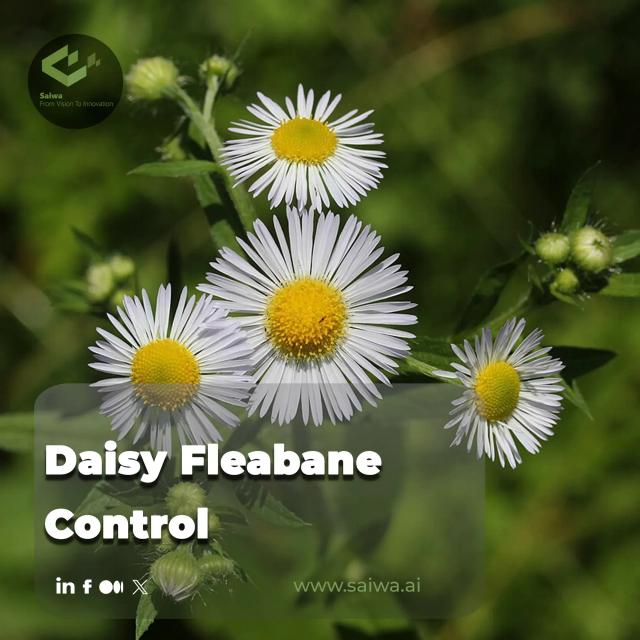 Daisy Fleabane Control - Advanced Solutions for Accurate Eradication
