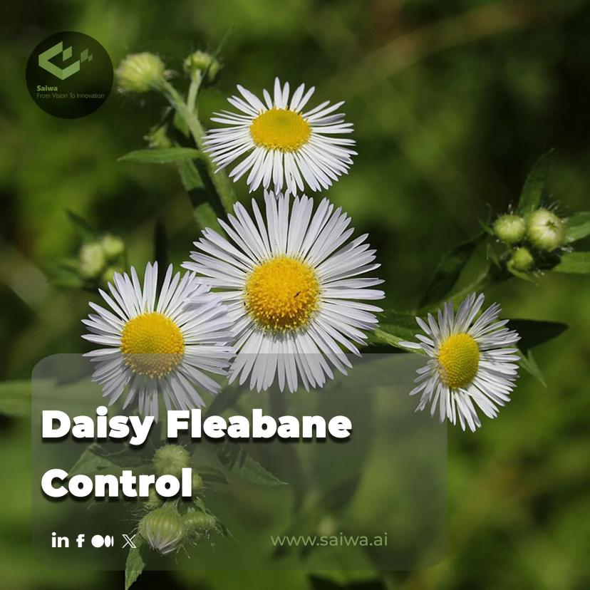 Daisy Fleabane Control - Advanced Solutions for Accurate Eradication