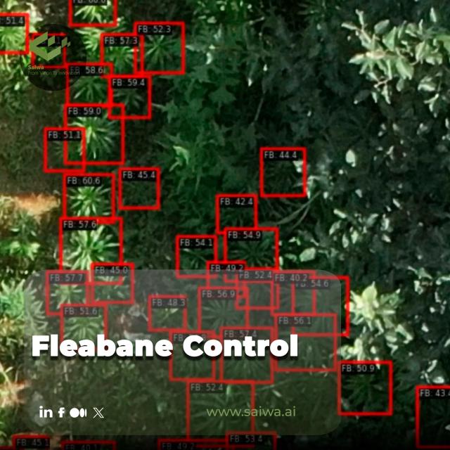 Mastering Fleabane Control: Challenges, Technology, and the Sairone Advantage