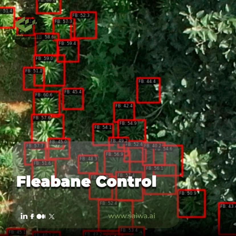 Mastering Fleabane Control: Challenges, Technology, and the Sairone Advantage