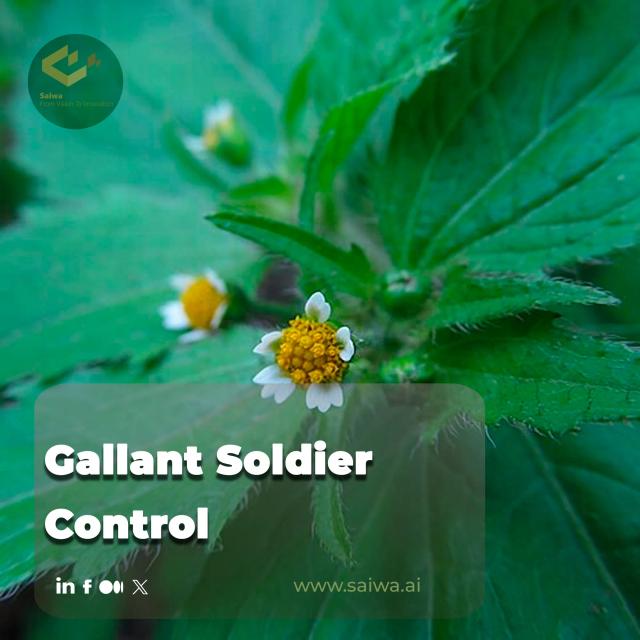 Controlling European Water Chestnut: Ecological Threats, AI Solutions, and the Sairone Advantage