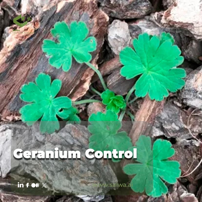 Geranium Control - Modern Techniques Backed by AI and Drones