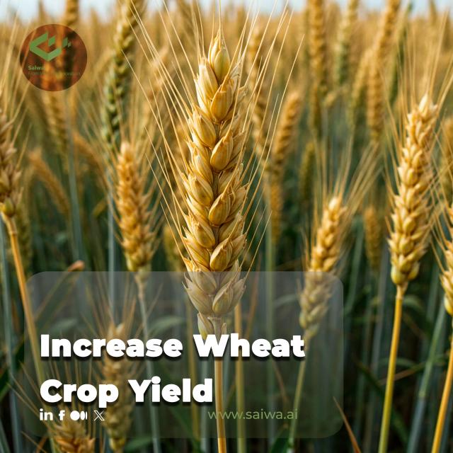 How to Increase Wheat Crop Yield - Modern Methods for Higher Output