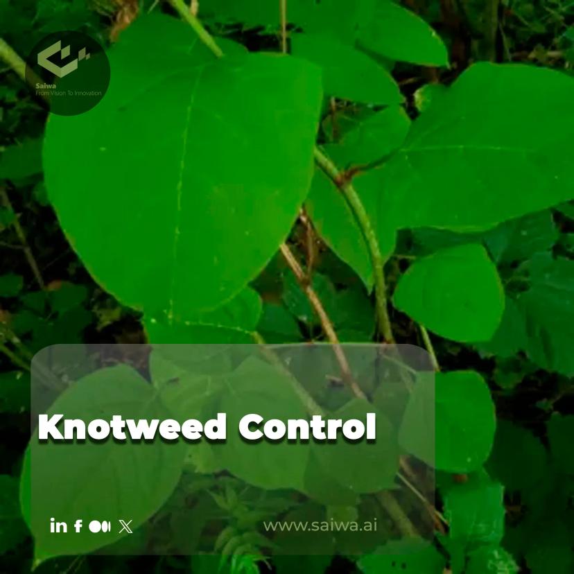 Knotweed Control - Effective Methods and Advanced Technologies