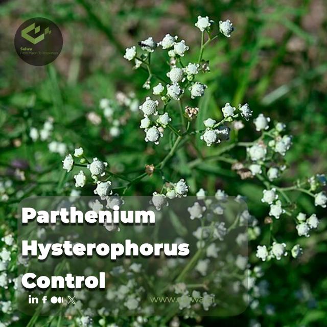 Parthenium Hysterophorus Control - Effective Management Through Innovation