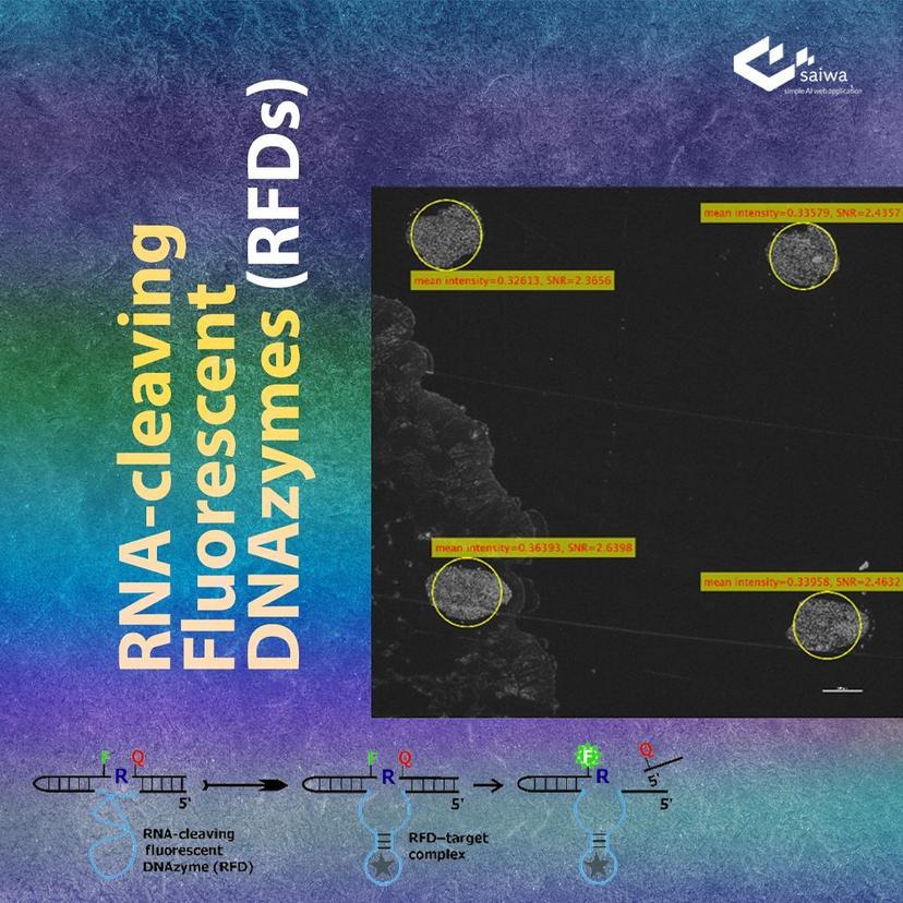 RNA-cleaving Fluorescent DNAzymes (RFDs)