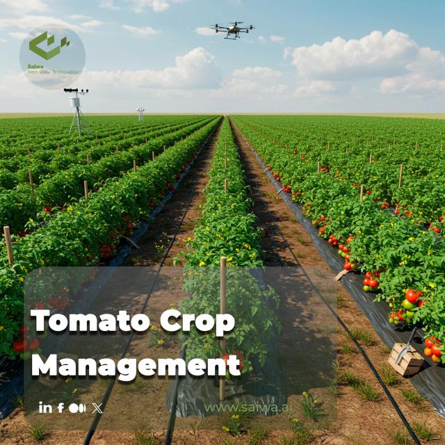 Tomato Crop Management - Best Practices for Healthy Growth and High Yields