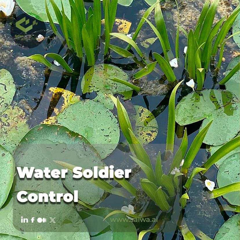 Water Soldier Control - Modern Solutions for a Growing Threat