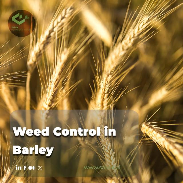Effective Weed Control in Barley - Strategies for Healthy Yields