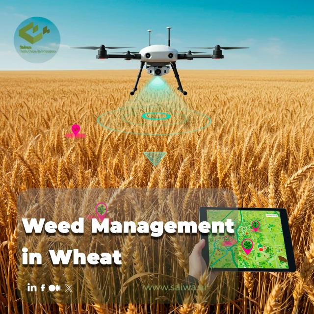 Weed Management in Wheat - Cultural, Mechanical, and AI-Driven Synergies