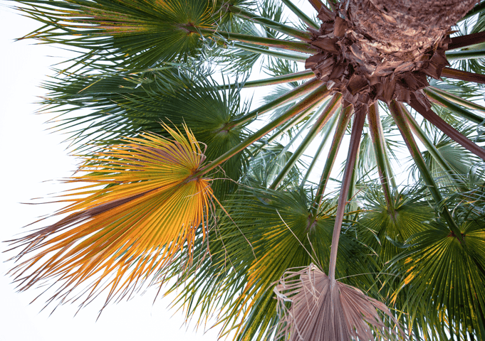 AI Powered Date Palm Monitoring & Analysis 