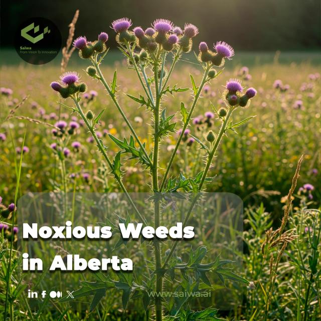 Noxious Weeds in Alberta - Weed Control Using AI Technology