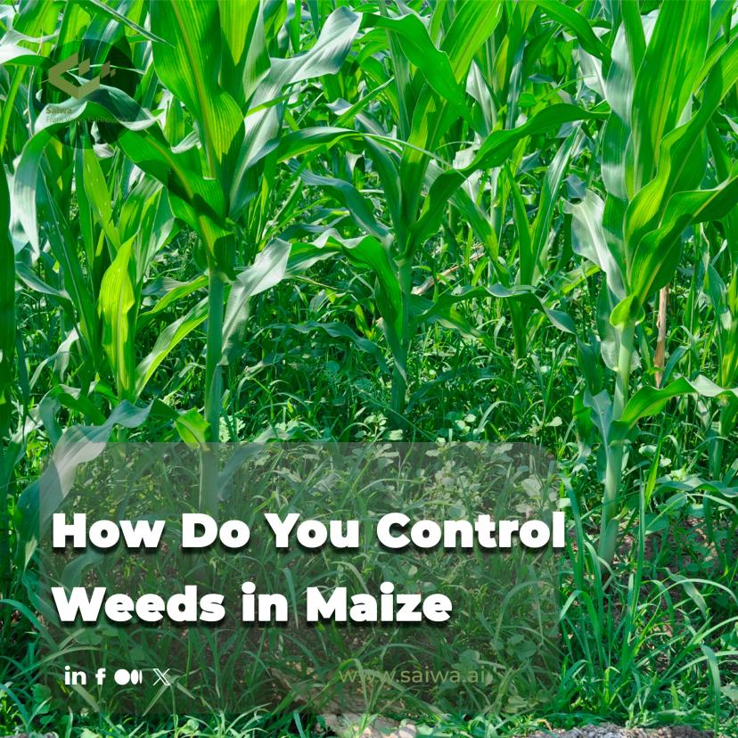 How Do You Control Weeds in Maize?