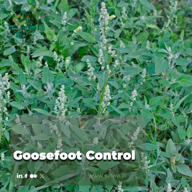 Smart Strategies for Managing Goosefoot with AI-Driven Tools