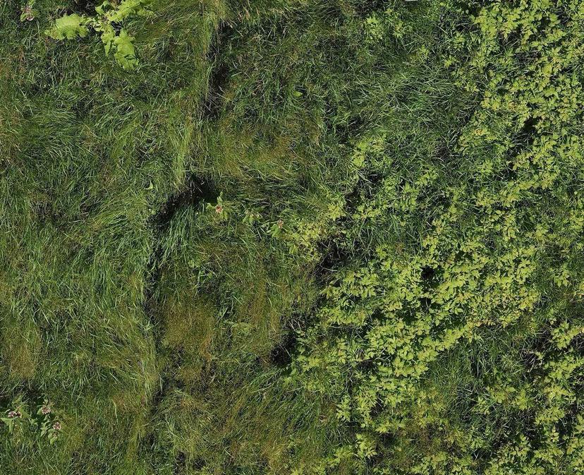 Phragmites Detector – AI-Powered Invasive Species Monitoring in Wetlands