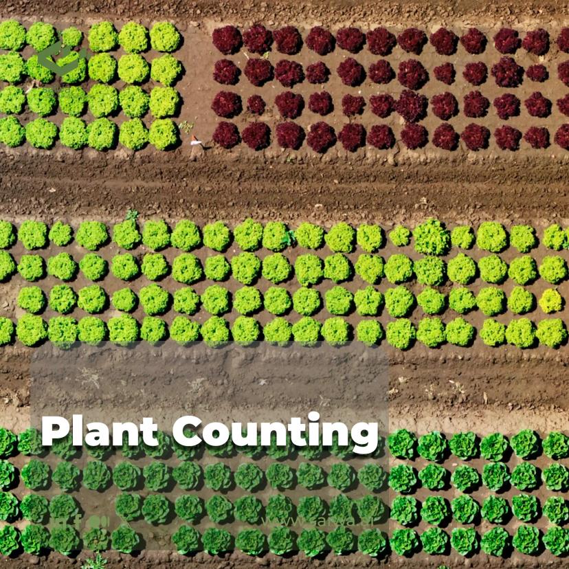 The Surprising Value of Plant Counting