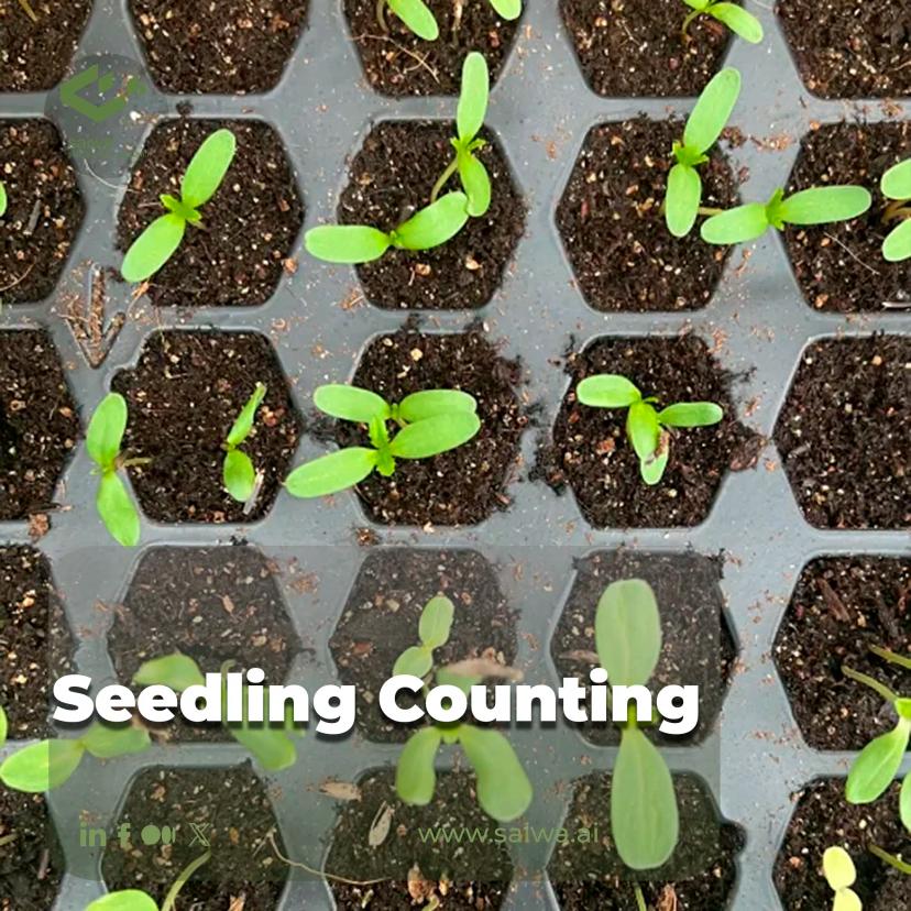 Seedling Counting | Importance & Advanced Methods