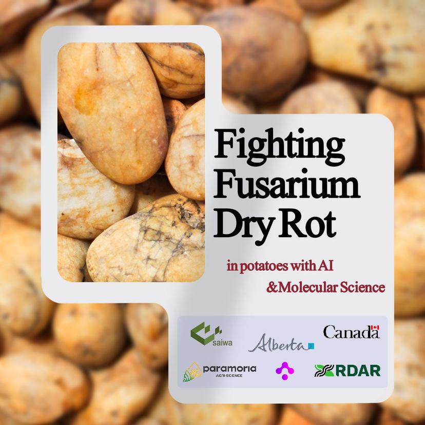 Molecular and Machine Learning-Based Monitoring of Fusarium Dry Rot in Potatoes