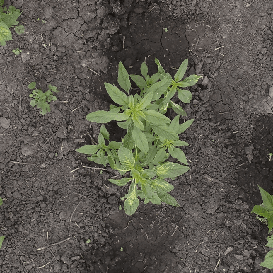 Amaranthus Tuberculatus