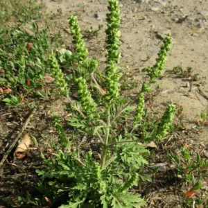Amborsia Artemisiifolia