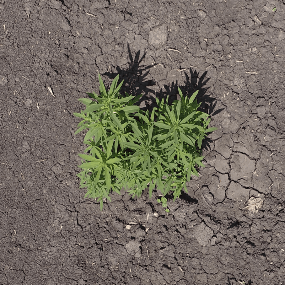 Bassia Scoparia (Kochia)