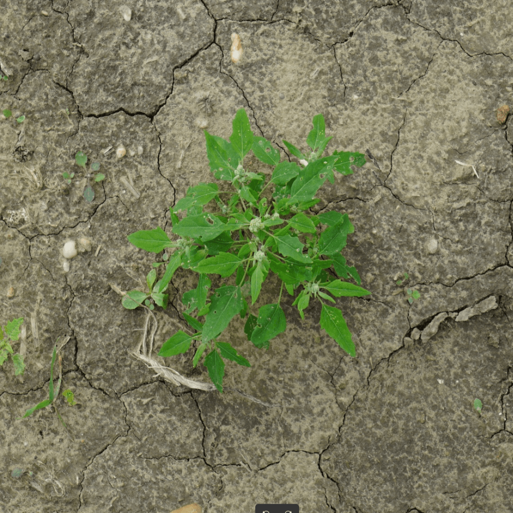 Chenopodium Album