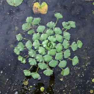 European Water Chestnut