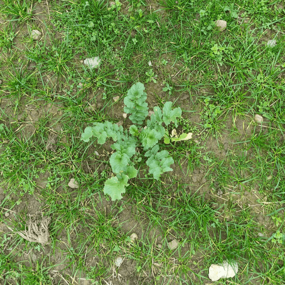 Raphanus Raphanistrum