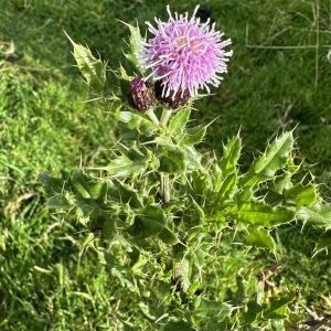 Thistle