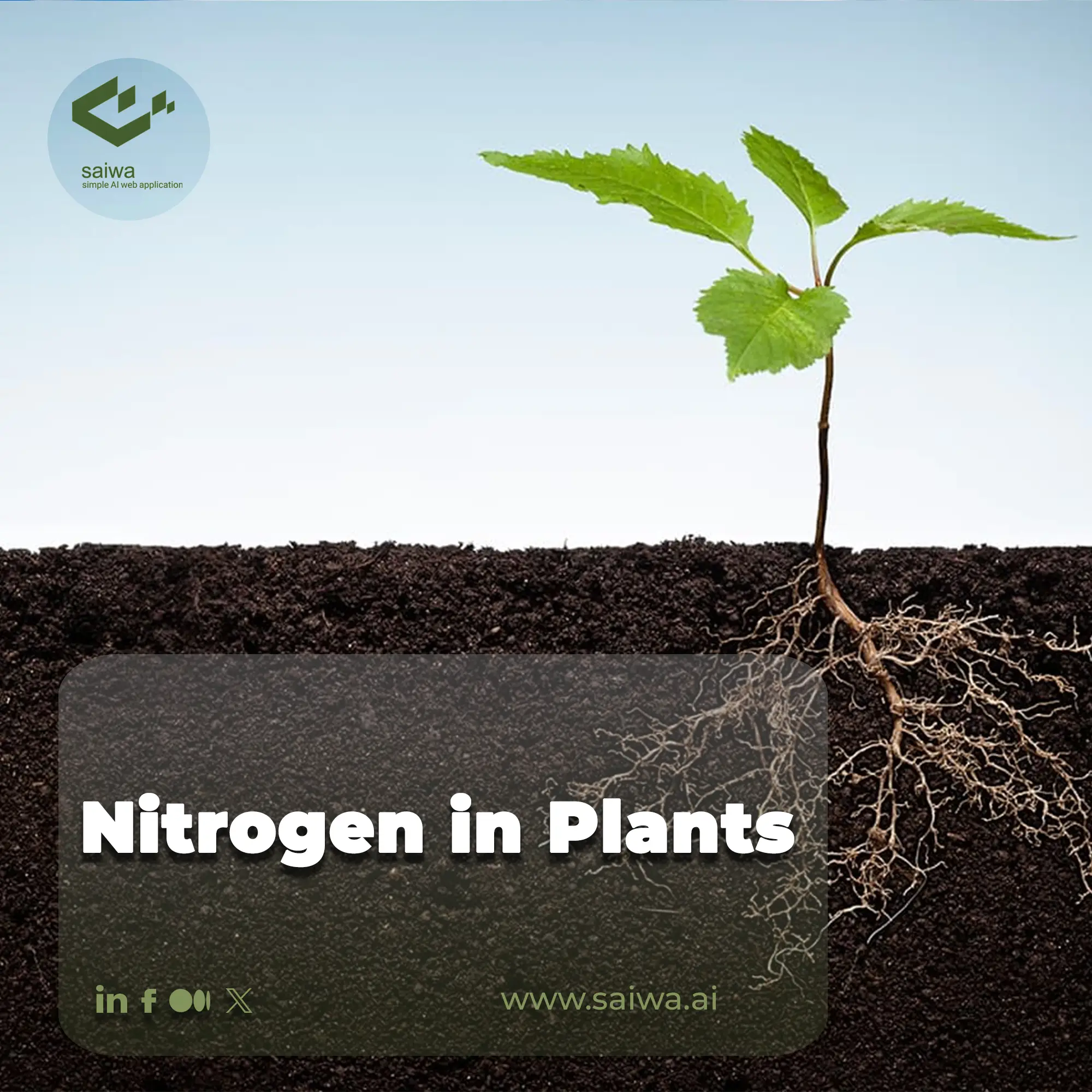 Nitrogen in Plants