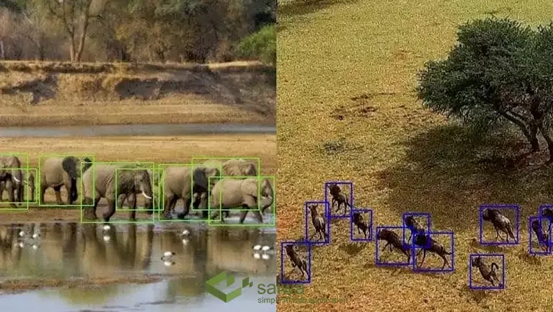 AI in Wildlife use cases