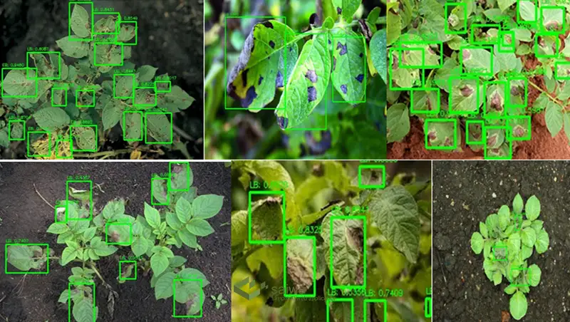Applications of Object Detection in Agriculture