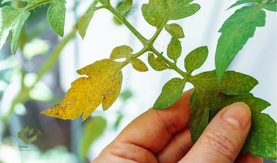 What Are the Symptoms of Nitrogen Deficiency in Plants?