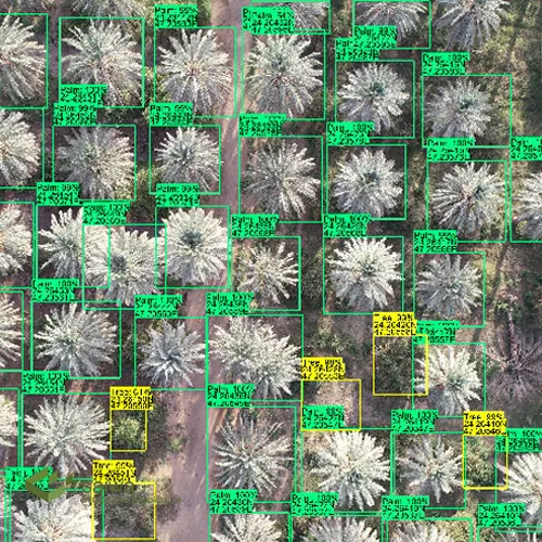 Plant Counting with Ai
