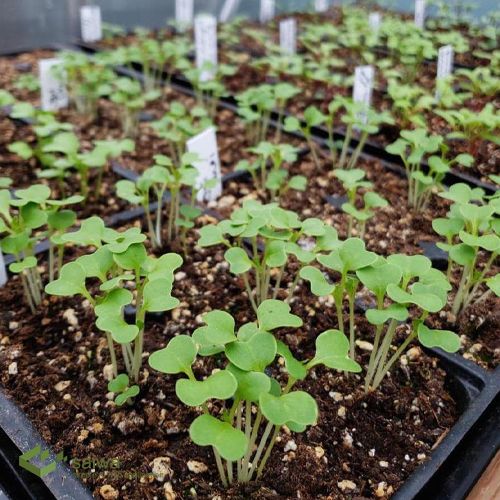 Best Practices for Seedling Counting
