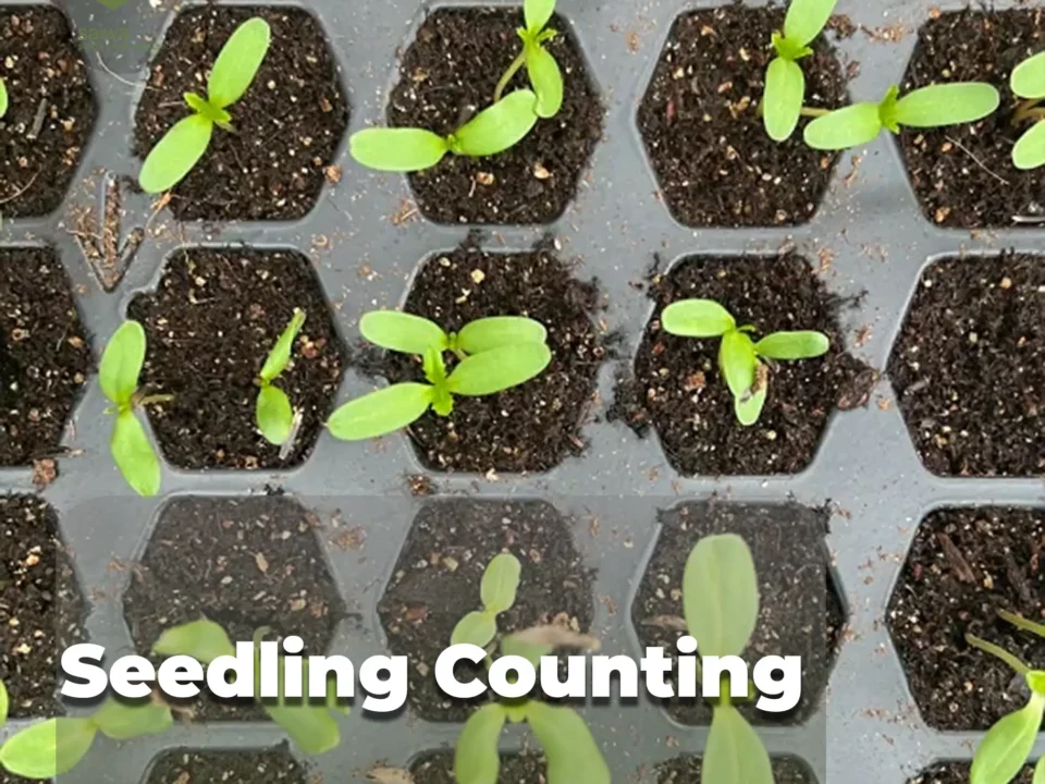 Seedling Counting