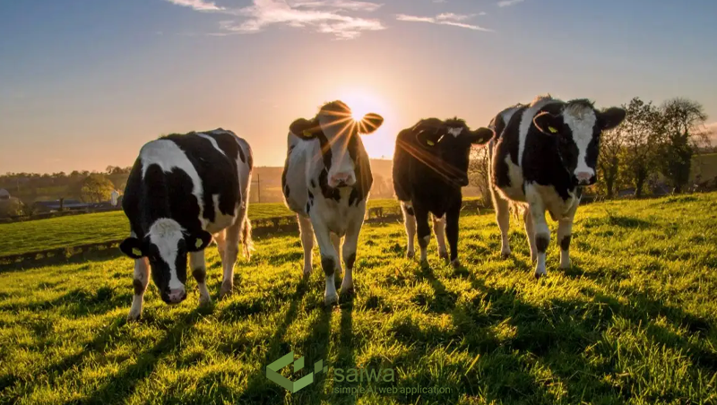 The role of AI in Livestock Monitoring and smart agriculture